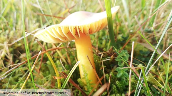 Hygrocybe punicea