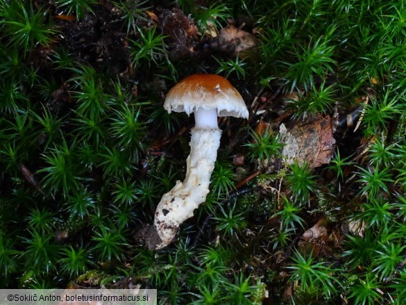 Cortinarius ophiopus