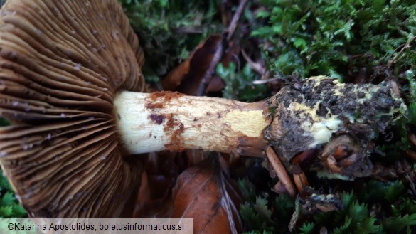 Cortinarius odorifer