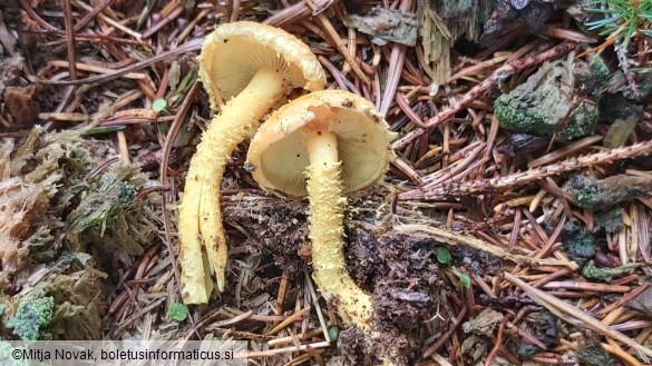Pholiota flammans