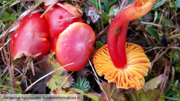 Hygrocybe splendidissima