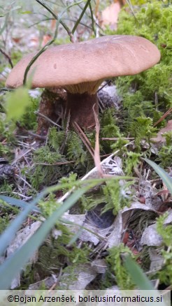 Tapinella atrotomentosa