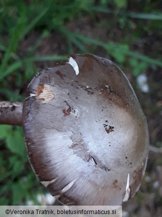 Amanita porphyria