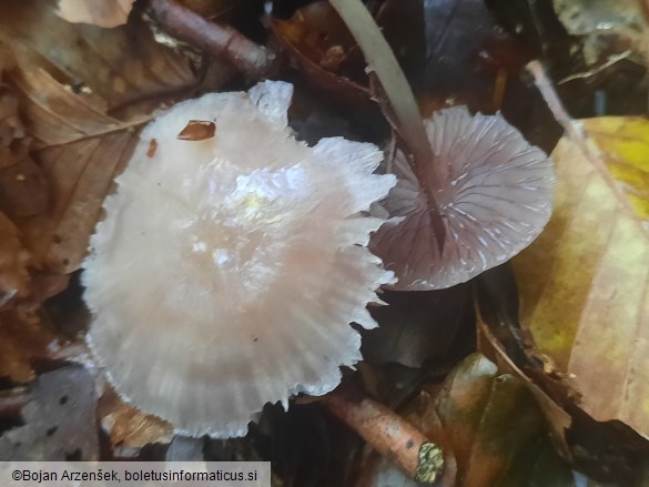 Mycena pelianthina