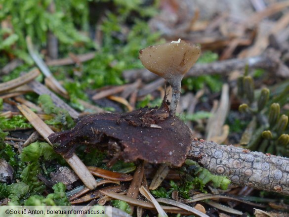 Ciboria rufofusca