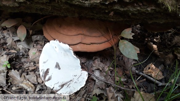 Ganoderma applanatum