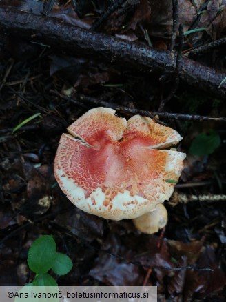 Cortinarius bolaris