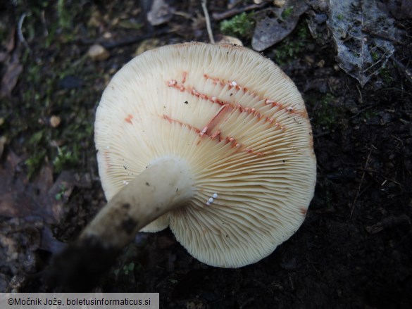 Lactarius azonites