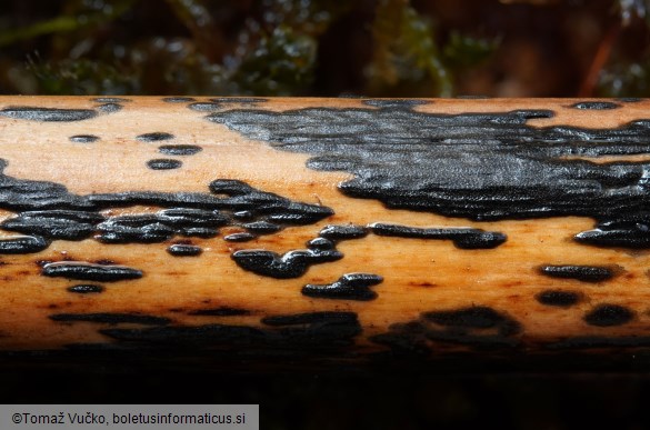 Rhopographus filicinus