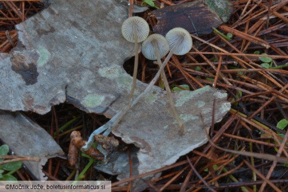 Mycena amicta