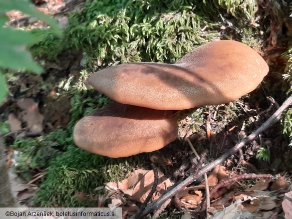 Tapinella atrotomentosa