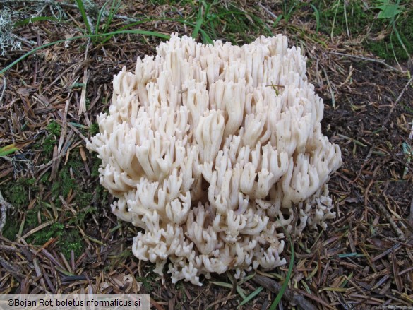 Ramaria pallida