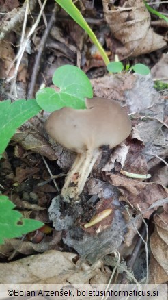 Helvella acetabulum