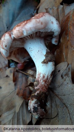 Hygrophorus russula