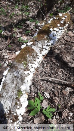 Trametes pubescens