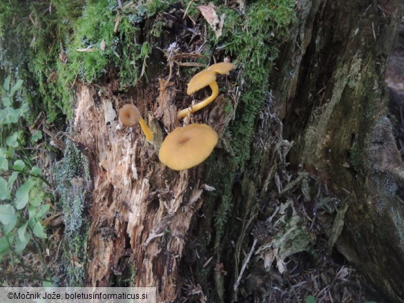 Chrysomphalina chrysophylla