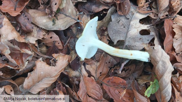 Hygrophorus chrysodon