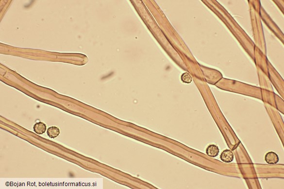 Tulostoma squamosum