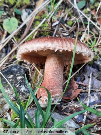 Tricholoma vaccinum