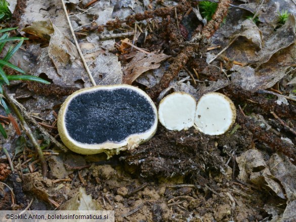 Scleroderma citrinum