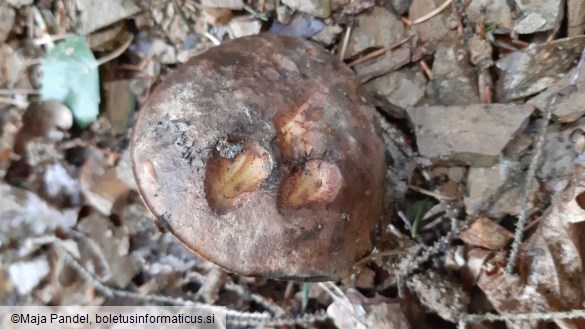 Boletus pulverulentus