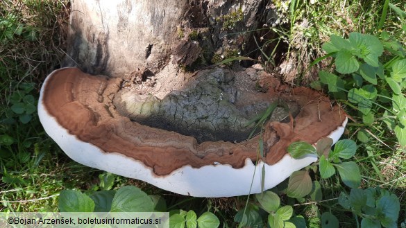 Ganoderma applanatum