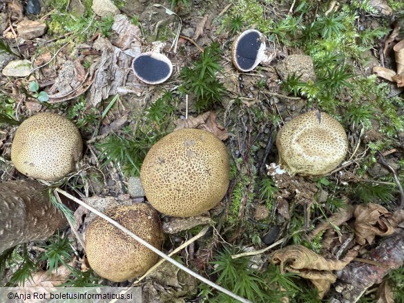 Scleroderma areolatum