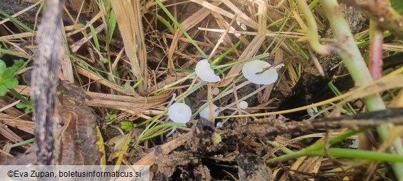 Hemimycena candida