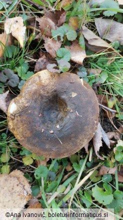 Lactarius turpis