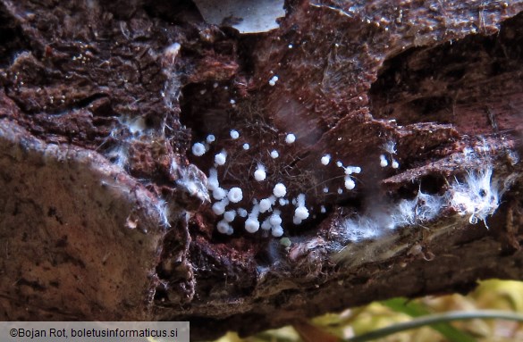 Lachnum virgineum