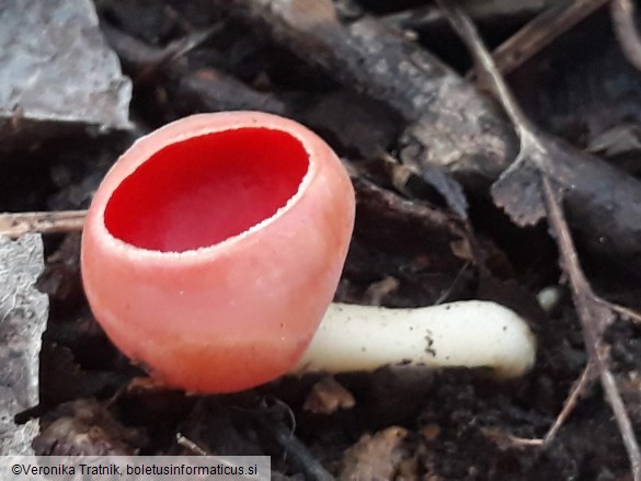 Sarcoscypha coccinea