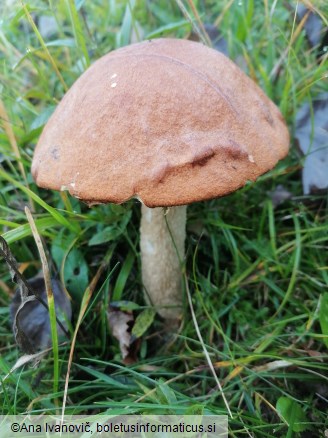 Leccinum aurantiacum