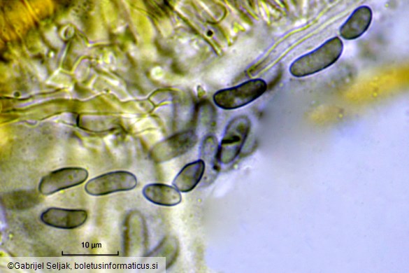 Haematostereum rugosum