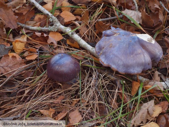 Cortinarius balteatocumatilis