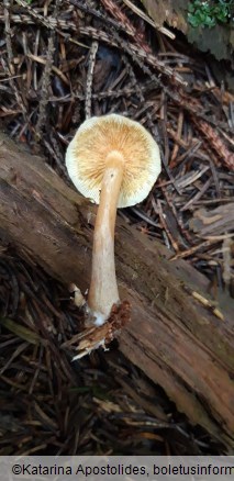 Gymnopilus penetrans