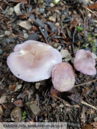 Calocybe ionides