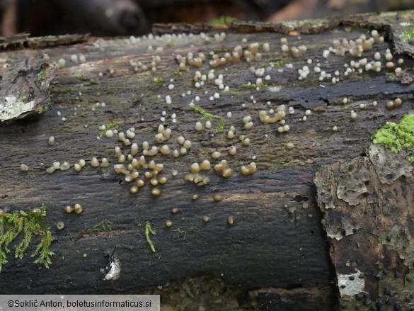 Helicogloea compressa