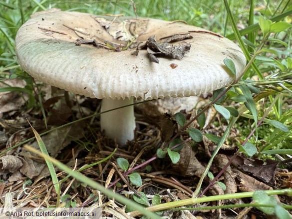 Russula medullata