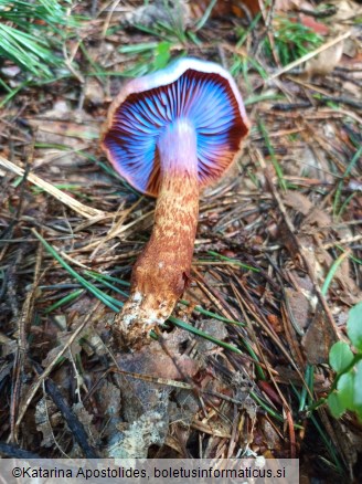 Cortinarius rubellus