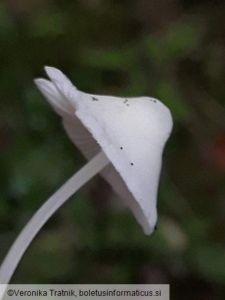 Hemimycena cucullata