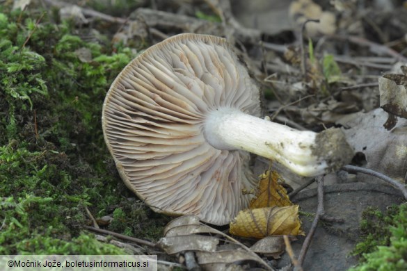 Entoloma lividoalbum