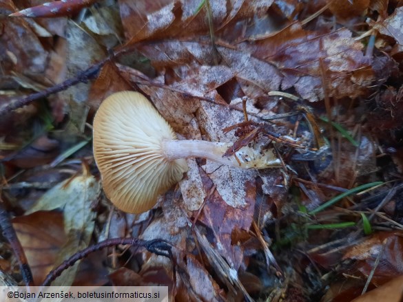 Rhizocybe pruinosa