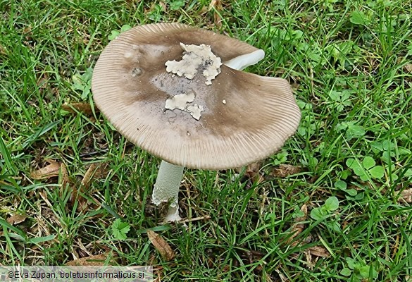 Amanita albogrisescens