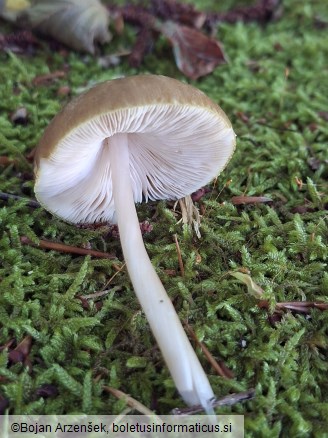Pluteus roseipes