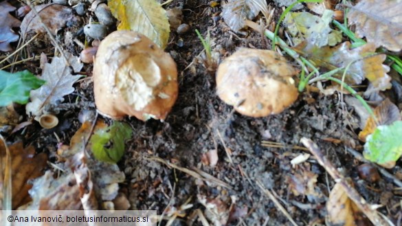 Suillus luteus