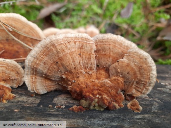 Trametes ochracea