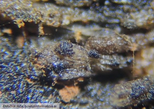 Dematiohelicoma perelegans