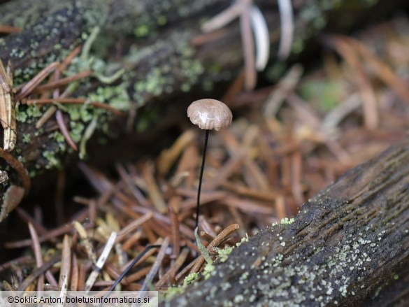 Gymnopus androsaceus