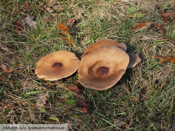 Melanoleuca grammopodia