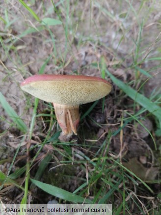 Rheubarbariboletus armeniacus